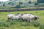 Swaledale and bluefaced leicester sheep in a Farm in Hawes Yorkshire