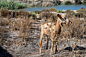 A young goat grazes freely amidst dry vegetation near the Guadalquivir River close to Sanlucar de Barrameda in Andalusia.