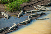 Amerikanisches Krokodil im Tortuguero-Nationalpark. Costa Rica. Morelet's Krokodil, Crocodylus moreletii