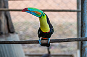 Tukan in Capellanía, Panama