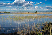 Recent rainfall has flooded the Brazo de la Torre, transforming the landscape in Doñana, Andalusia, into a vibrant wetland ecosystem.