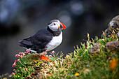 Puffins fratercula artica and birds nesting in the cliffs of Skalanes, Seydisfjordur Iceland.