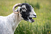 Swaledale sheep in Yorkshire , England