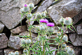 Distel (Cirsium oder Carduus Gattung) Yorkshire , England