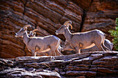 Eine Gruppe männlicher Dickhornschafe in einer Wüstenlandschaft im Zion National Park, Utah