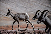 Eine Gruppe Dickhornschafe wandert in einer Wüstenlandschaft im Zion-Nationalpark