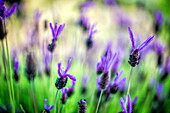 Beautiful flowering wild lavender captured in vibrant green fields and sunlight.