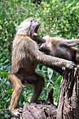 Olive Baboons (Papio Anubis) play fighting in Serengeti, Tanzania