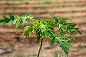 Crops in the MIDA Research Farm, Panama