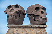 Statue of Paranthropus and Homo Habilis skulls at the Olduvai Gorge Museum. Ngorongoro Conservation Area, Tanzania