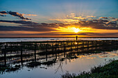 Golden sunset reflection at Lucio del Lobo in Doñana National Park, Andalusia, Spain