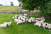 Swaledale sheep in Yorkshire , England