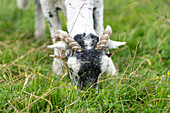 Swaledale sheep in Yorkshire , England