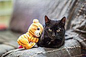 Liebenswerte schwarze Katze sitzt neben einem Plüschtiger auf einer weichen Oberfläche