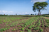 Amaranth planting in Tanzania