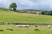 Schafherde auf einem Feld in Yorkshire, England