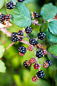Vivid image of wild blackberries with ripe and unripe berries on a leafy background.