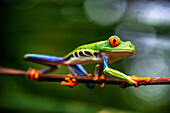 Red eyed tree frog, Agalychnis callidrias curious treefrog in rainforest Costa Rica hiding between green leafs