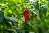 Crops in the MIDA Research Farm, Panama
