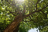 Low angle view of tree’s branches. Mto wa Mbu , Tanzania
