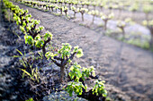 Vineyard in Andalusia, Spain, featuring grapevine rows with springtime growth and sunlight.