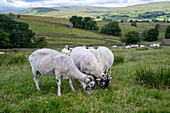 Swaledale sheep in Yorkshire , England