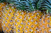 Pineapple farm in Santa Rita, Panama