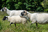 Swaledale sheep in Yorkshire , England