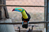 Tukan in Capellanía, Panama
