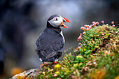Puffins fratercula artica and birds nesting in the cliffs of Skalanes, Seydisfjordur Iceland.