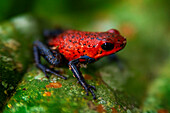 Strawberry poison-dart frog on a green leaf, Costa Rica