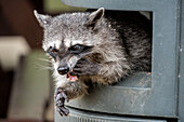 Waschbär in einem Mülleimer neben einer Picknickbank