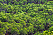 Lush green pine forests in Sierra Morena, Andalusia, offer a tranquil natural retreat.