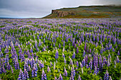 Blaue Alaska-Lupine (Lupinus nootkatensis) in Skalanes, Seydisfjordur Island.
