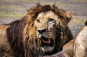 Lion in Ngorogoro Crater, Tanzania