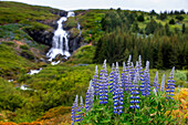 Tungudalur waterfall, Isafjordur, the largest settlement in the West Fjords. Iceland, West Fjords (Westfjords). Bunárfoss is a waterfall situated on the slopes along the beautiful Tungudalur valley, and it's Bunárfoss that truly enhances the beauty of Tungudalur valley. Blue Alaskan lupine (lupinus nootkatensis) cover vast swathes of Iceland.