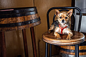 A small dog rests comfortably on a wooden bench in a cozy tavern in Sanlucar de Barrameda, Cadiz, enjoying the warm ambiance.