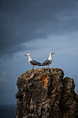 Two seagulls on a rock of Nazare