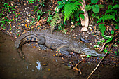 Amerikanisches Krokodil im Tortuguero-Nationalpark. Costa Rica. Morelet's Krokodil, Crocodylus moreletii