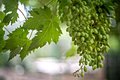 Clusters of green grapes hang on a vine with a vintage lens light effect.