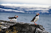 Ausgewachsene Papageientaucher (Fratercula arctica) auf der Insel Vigur, vor der Westküste Islands, Polarregionen.