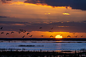 Cattle egrets flying at sunset over wetlands in Doñana National Park, Andalusia, Spain