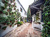 Explore the beautiful patio of Palacio de Viana in Cordoba, Andalusia, featuring vibrant plants and traditional architecture.
