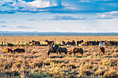 Native cattle and marismeña mares graze peacefully in the expansive marshlands of Doñana, Andalusia, under a bright blue sky.