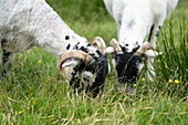Swaledale sheep in Yorkshire , England