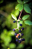 Vivid close-up view of ripe blackberries growing amidst lush green foliage