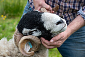 Swaledale sheep in Yorkshire , England