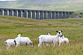 Swaledale and bluefaced leicester sheep in a Farm in Hawes Yorkshire