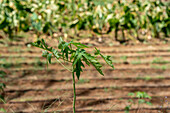 Crops in the MIDA Research Farm, Panama