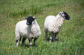 Lonk Sheep at Yorkshire , England